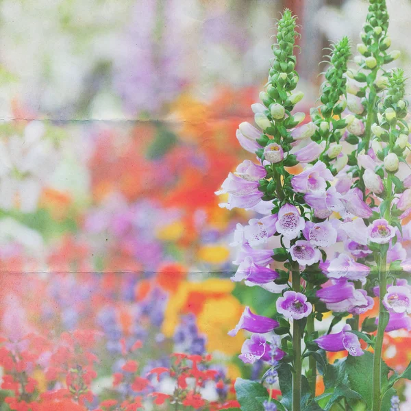 Garten Stauden Hintergrund — Stockfoto