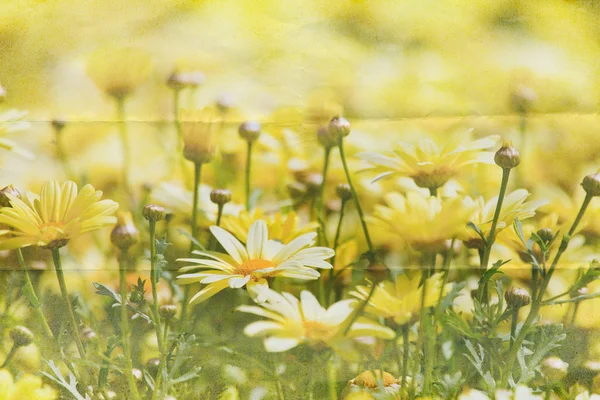Bellissimo sfondo fiore — Foto Stock