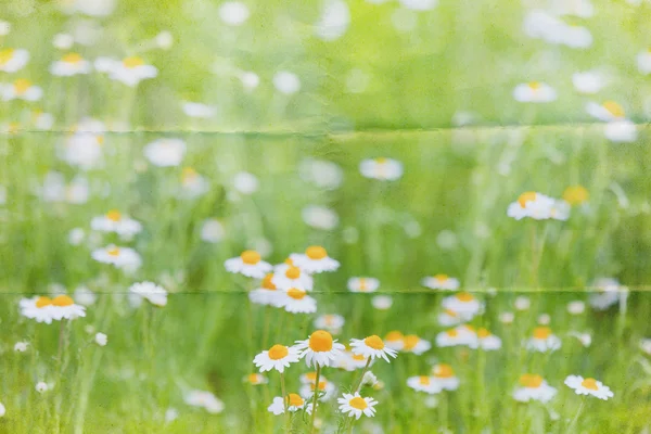 Marguerite meadow background — Stock Photo, Image