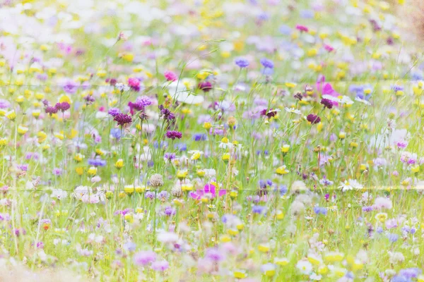 Wildblumen Wiese Hintergrund — Stockfoto