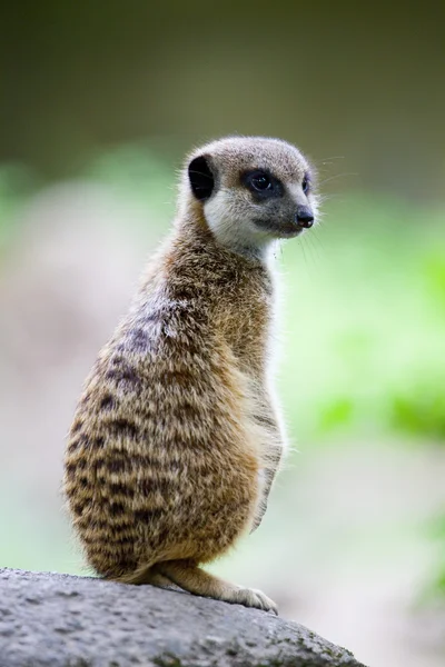 Meerkats vigilantes —  Fotos de Stock