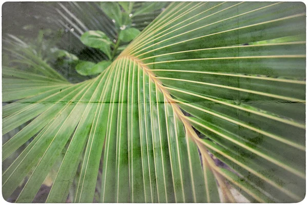 Fondo de hoja de palma — Foto de Stock