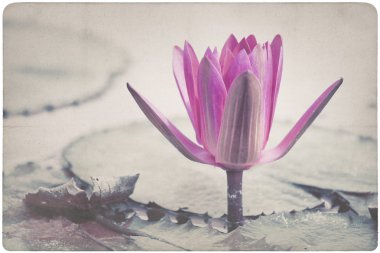 Nilüfer kağıt arka plan