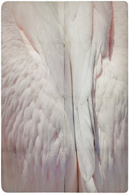 kuş tüyü kağıt arka plan