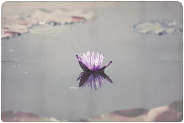 Água Lily papel fundo — Fotografia de Stock
