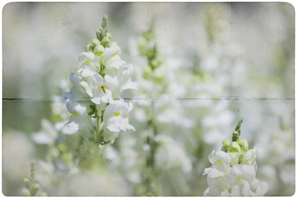 Zahradní květinové pozadí — Stock fotografie