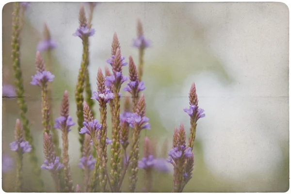 Tuin bloem achtergrond — Stockfoto