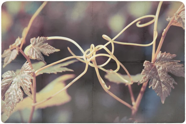 Wine plant background — Stock Photo, Image