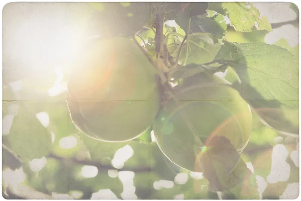 Apple tree background — Stock Photo, Image