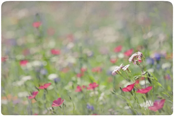 ワイルドフラワーの草原の背景 — ストック写真