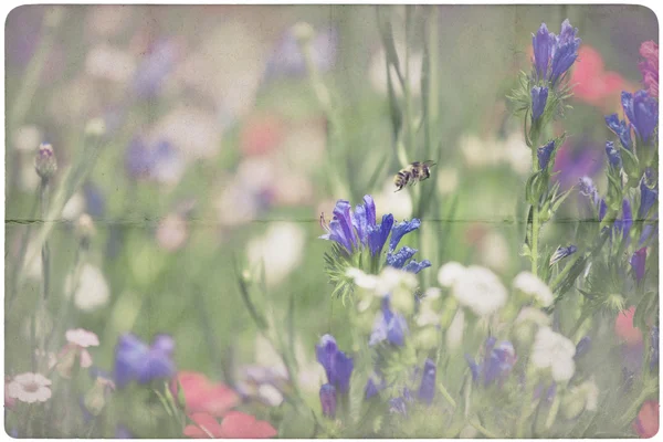 Wildflower луг фону — стокове фото