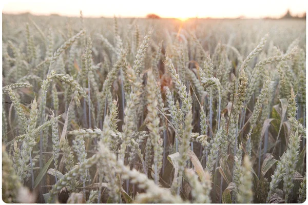 Maïs achtergrond van een veld — Stockfoto