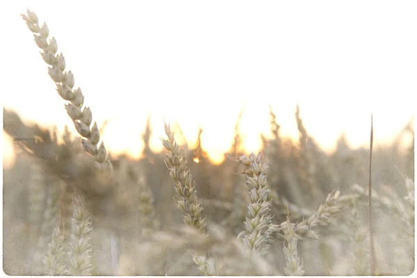 Maïs achtergrond van een veld — Stockfoto