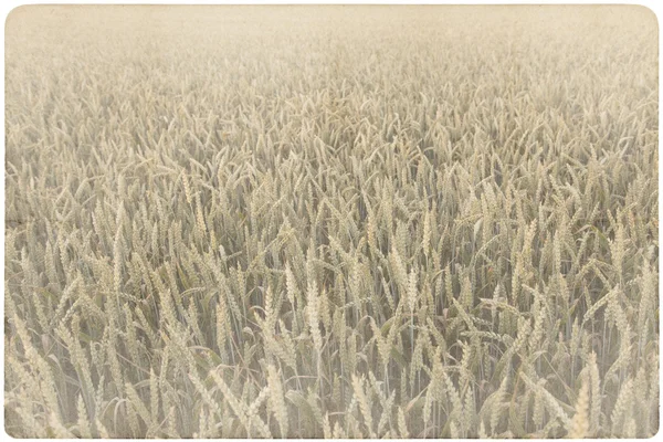 Maïs achtergrond van een veld — Stockfoto