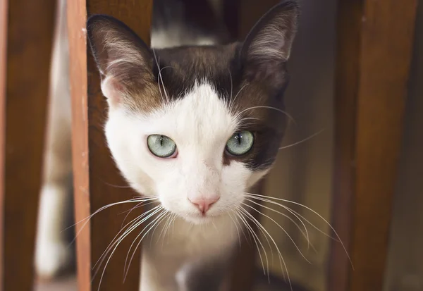 Chaton aux yeux bleus — Photo