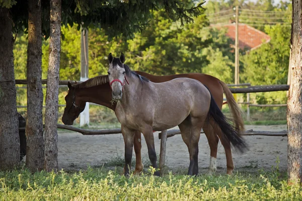 Two horses on a farm — Stock Photo, Image