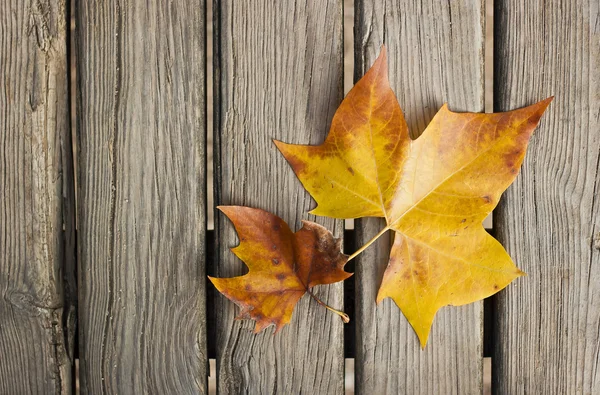 Twee Herfstbladeren — Stockfoto