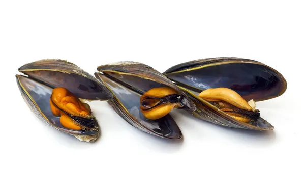 Three cooked mussels Royalty Free Stock Photos
