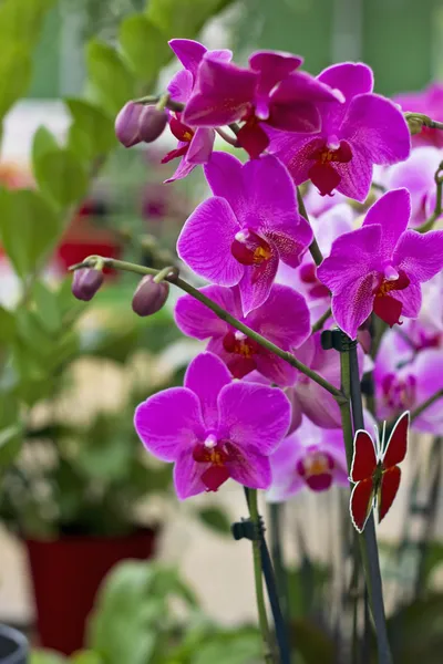 çiçek açması mor orkide