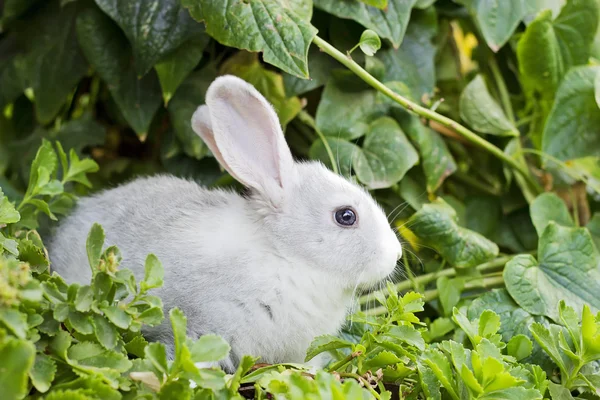 Piccolo coniglio bianco — Foto Stock