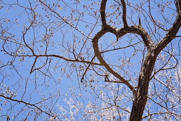 kalp şeklinde olan ağaç dalları