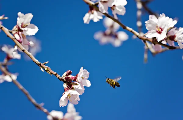 Almond tree and flying bee — Stock Photo, Image