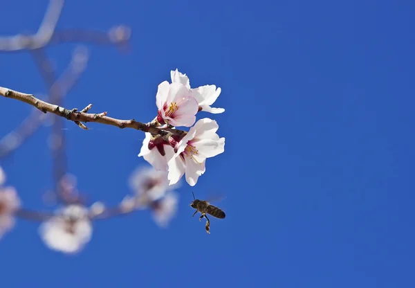 Blommande mandel och ett bi — Stockfoto