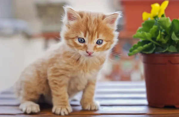 Piccolo gattino con i capelli lunghi arancione — Foto Stock