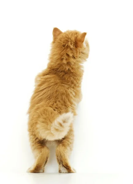 Little kitty standing in back — Stock Photo, Image