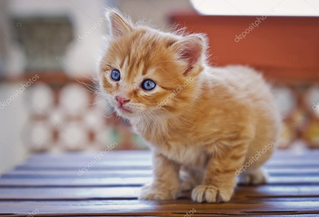Small orange kitten — Stock Photo © MilenneT #43021141