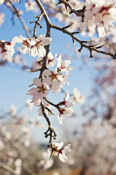 Blühender Zweig im Frühling — Stockfoto