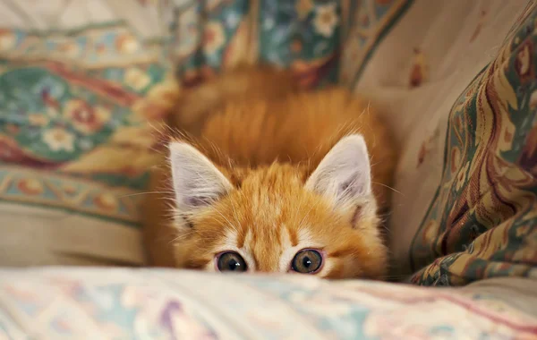 Stalking little kitten Stock Picture