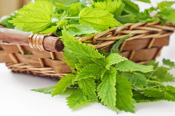 ısırgan otu yaprakları