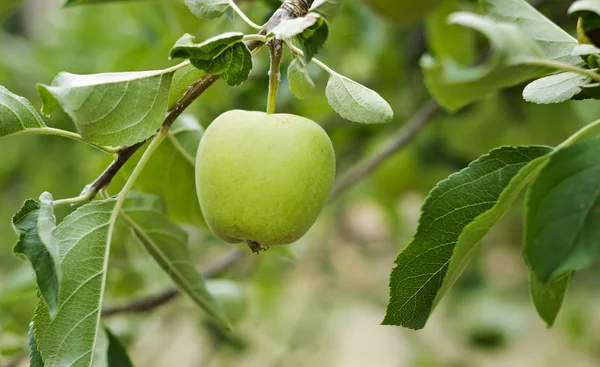 Green apple on apple tree — Stock Photo, Image