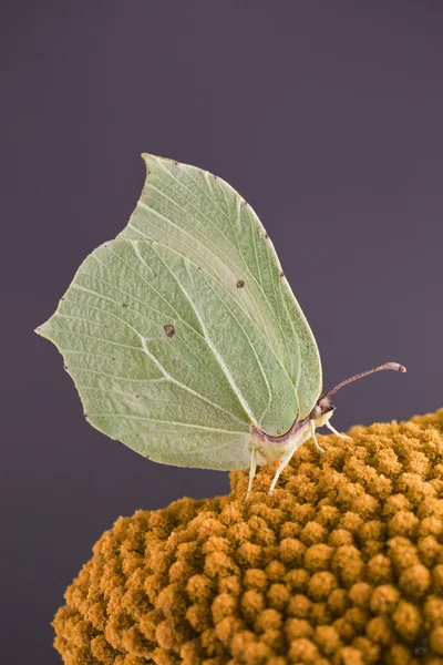 Borboleta de limão — Fotografia de Stock