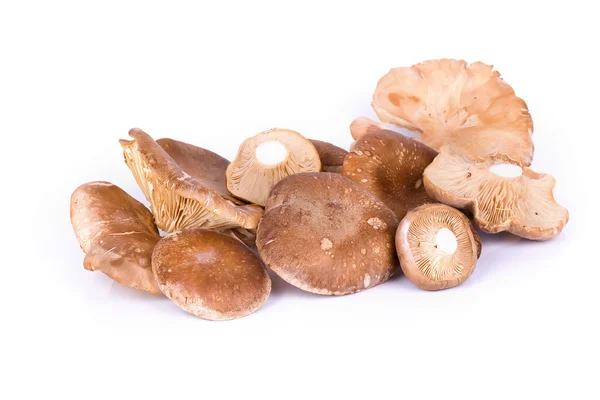 Oyster mushrooms — Stock Photo, Image