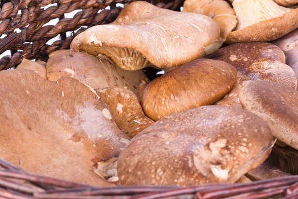 Oyster mushrooms — Stock Photo, Image