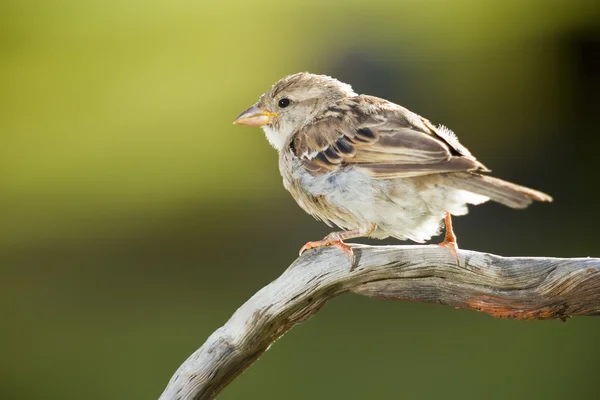 Sparrow in its natural environment — Stock Photo, Image