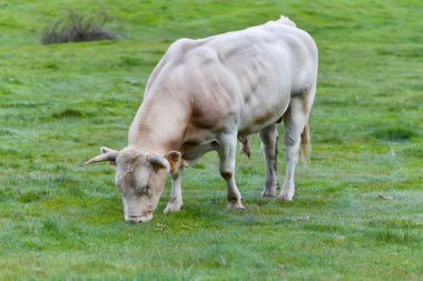 Beyaz boğa çayırda otlatma