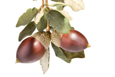 beyaz zemin üzerinde bir meşe palamudu detay