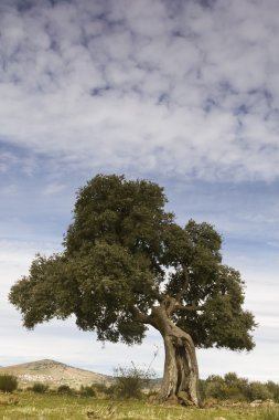 Oak under a cloudy sky