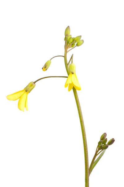 Buquê de flores amarelas — Fotografia de Stock