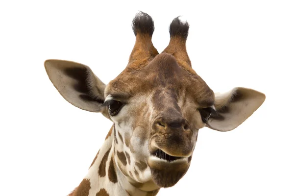 Retrato de uma girafa com fundo branco — Fotografia de Stock