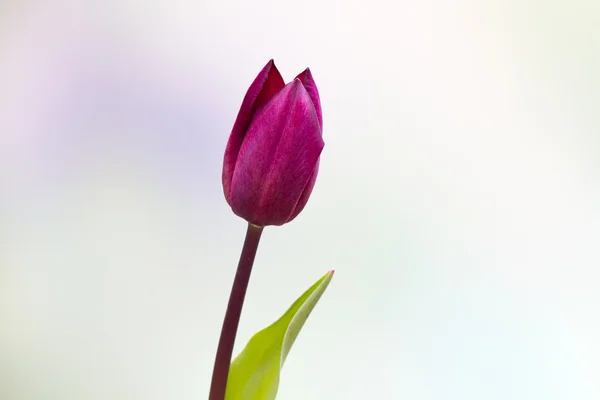 Tulip with natural background — Stock Photo, Image