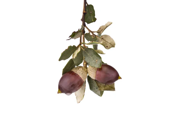 Detail of an acorn on white background — Stock Photo, Image