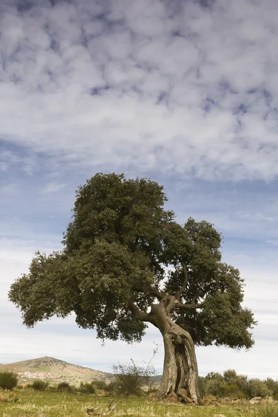 Oak under a cloudy sky — Stock Photo, Image