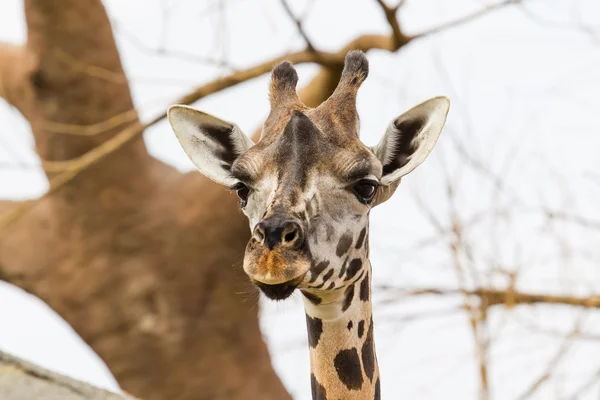 Retrato de uma girafa — Fotografia de Stock