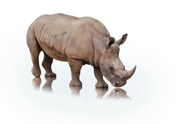 Portrait of a rhinoceros on white background — Stock Photo, Image