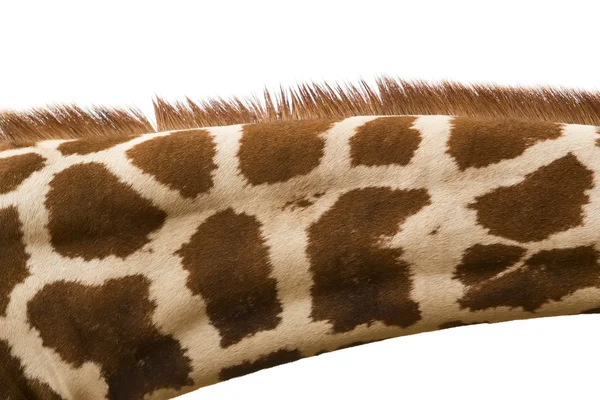 Hals einer Giraffe — Stockfoto