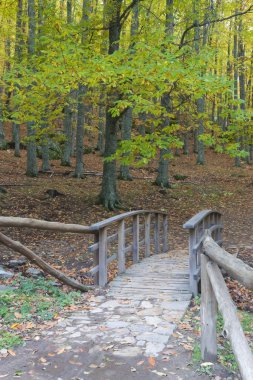 kestane ormanında sonbahar